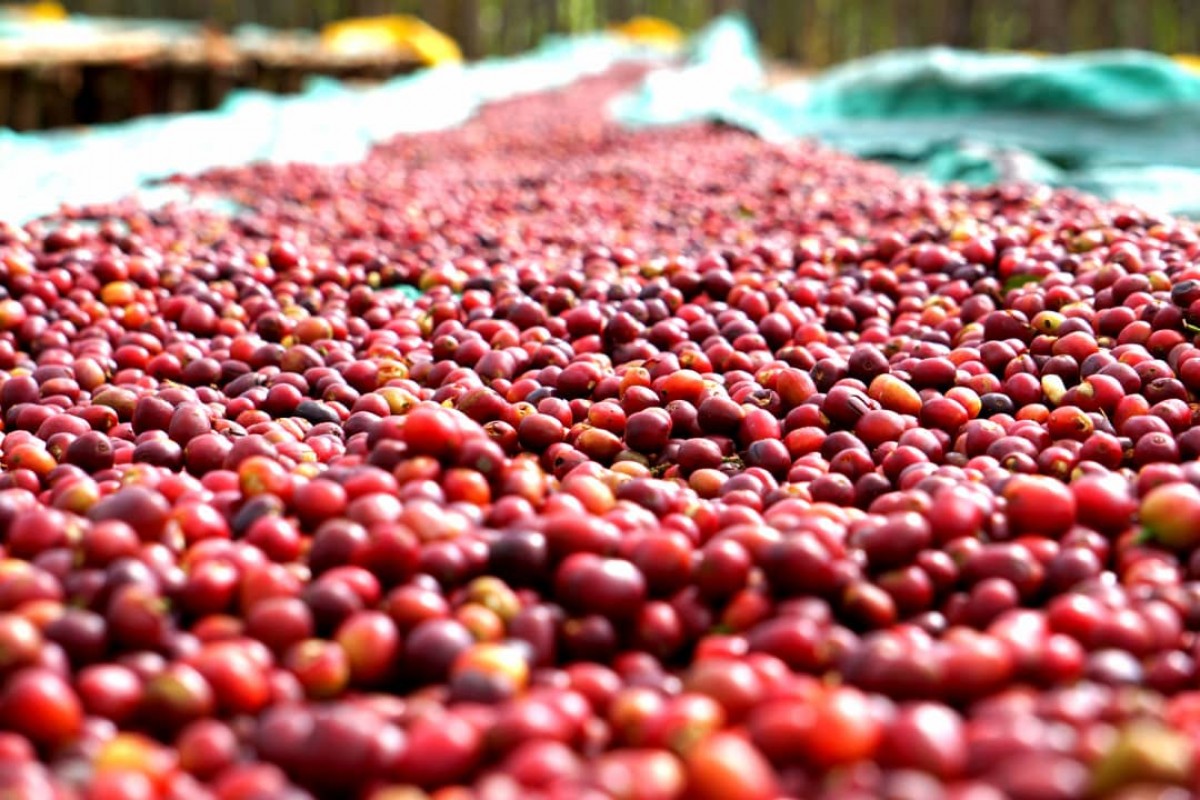 Washed Ethiopian Green coffee Grade one from Ethiopia
